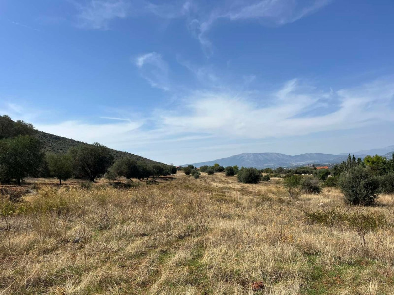 Land plot, Markopoulo